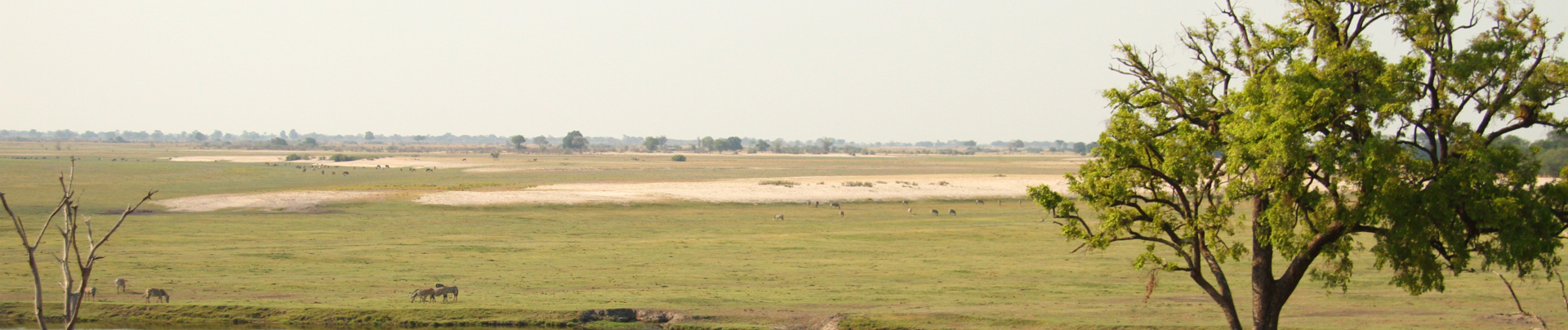 Machaba Botswana Chobe Ngoma Sighting February 2020 Chobe Banner