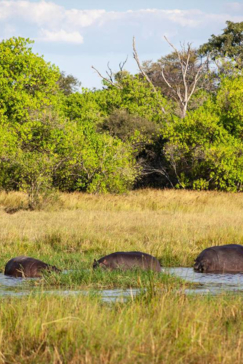 On Safari Nala Episode 14 Gallery Hippopotamus