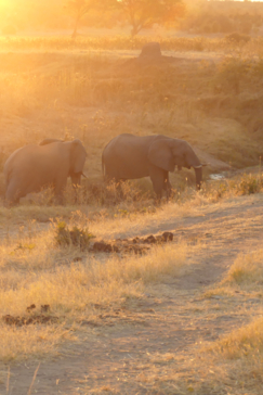 Machaba Zimbabwe Hwange Deteema June Sightings 2020 Gallery Image Elephants