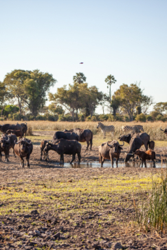 On Safari Nala Episode 15 Buffalo