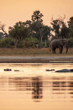 Safari Nala Okavango Delta Sunrise