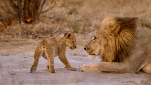 Machaba Botswana Okavango Delta Machaba Camp Lions June Sightings 2020 Thumbnail