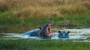 On Safari Nala Episode 14 Thumbnail Hippo