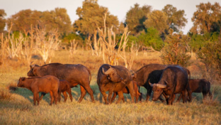 On Safari Nala Episode 15 Buffalo Thumbnail