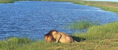 Machaba Botswana Chobe Ngoma Sighting February 2020 Lion Drinking Cta