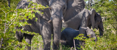 April Wildlife Sightings Ngoma Safari Lodge Cta