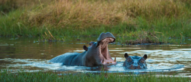On Safari Nala Episode 15 Cta Hippopotamus
