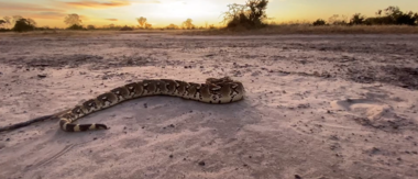 On Safari Nala Episode 14 Cta Puff Adder