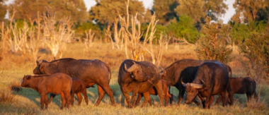 On Safari Nala Episode 14 Cta Buffalo