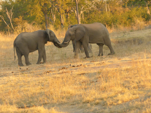 Machaba Zimbabwe Hwange Deteema June Sightings 2020 Elephants