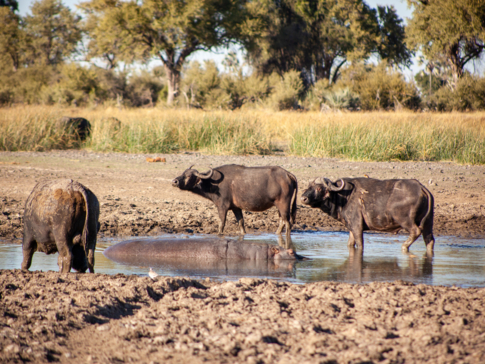 On Safari Nala Episode 15 Cape Buffalo