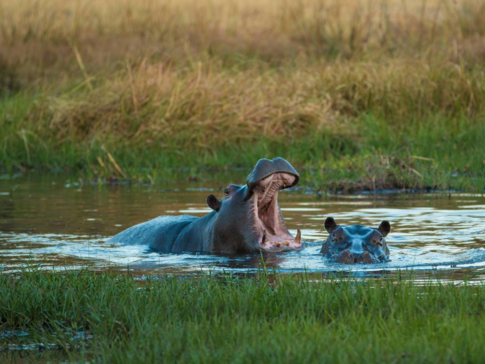 On Safari Nala Episode 14 Gallery Image Hippo