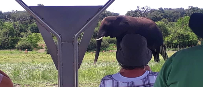 Machaba Botswana Chobe Ngoma Sighting February 2020 Elephant