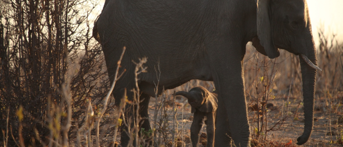 Machaba Botswana Chobe Ngoma Sighting June 2020 Body Image Elephants