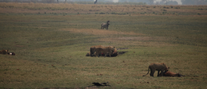 Machaba Botswana Chobe Ngoma Sighting June 2020 Body Image Lion