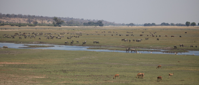 Machaba Botswana Chobe Ngoma Sighting June 2020 Body Image Zebras