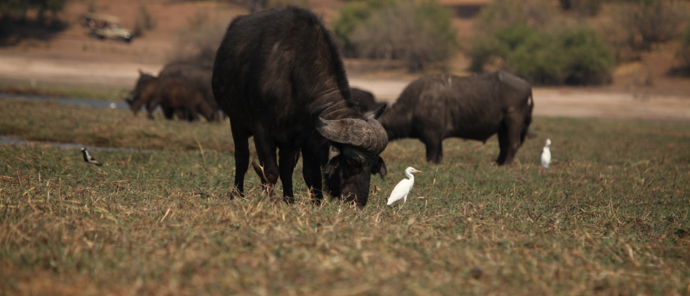 Machaba Botswana Chobe Ngoma Sighting June 2020 Body Image Buffalo
