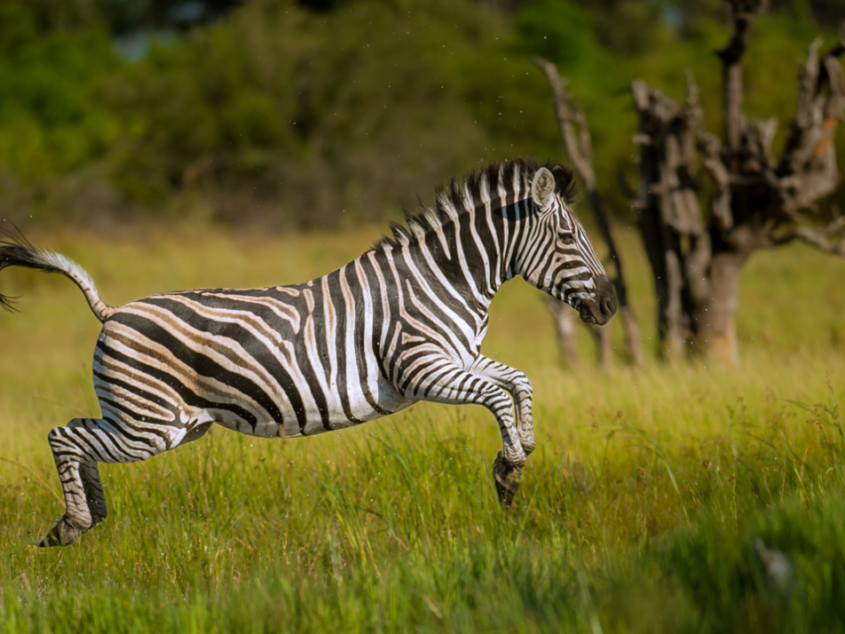 Zebra