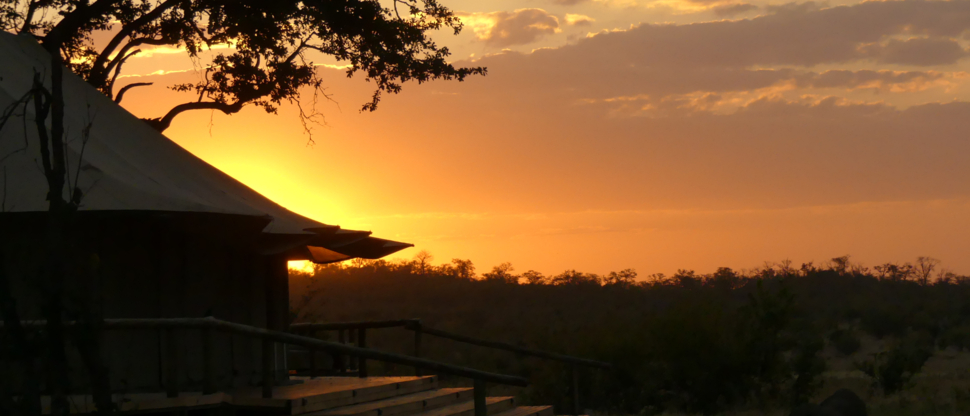 Machaba Zimbabwe Hwange Deteema June Sightings 2020 Body Image