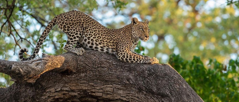 Machaba Botswana Okavango Delta Machaba Camp Leopard June Sightings 2020 2